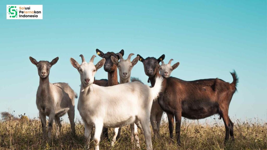 Mengukur Tingkat Keparahan Penyakit pada Kambing dengan Kecerdasan Buatan: Inovasi dari Penelitian Terkini