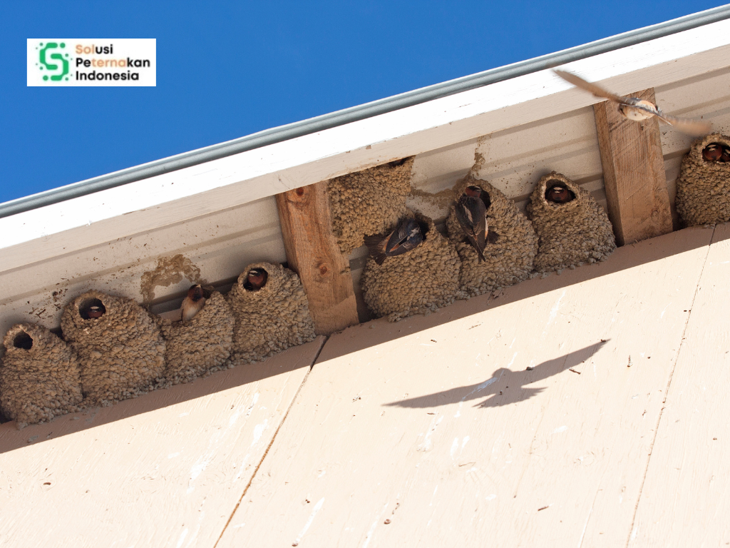 Sarang Walet, Sarang Rezeki: Potensi Peternakan Indonesia di Pasar Internasional